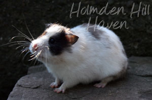 Wisconsin Treasure- Black Tortoiseshell and White (Dominant Spot) Longhaired